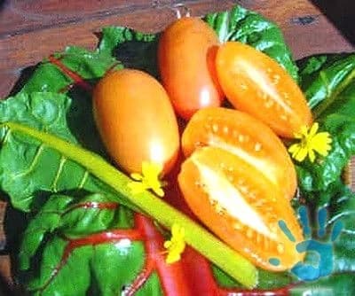 rajce-orange-banana-semena