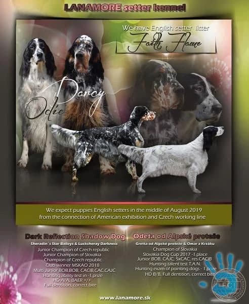 anglicky-seter-steniatka-na-predaj