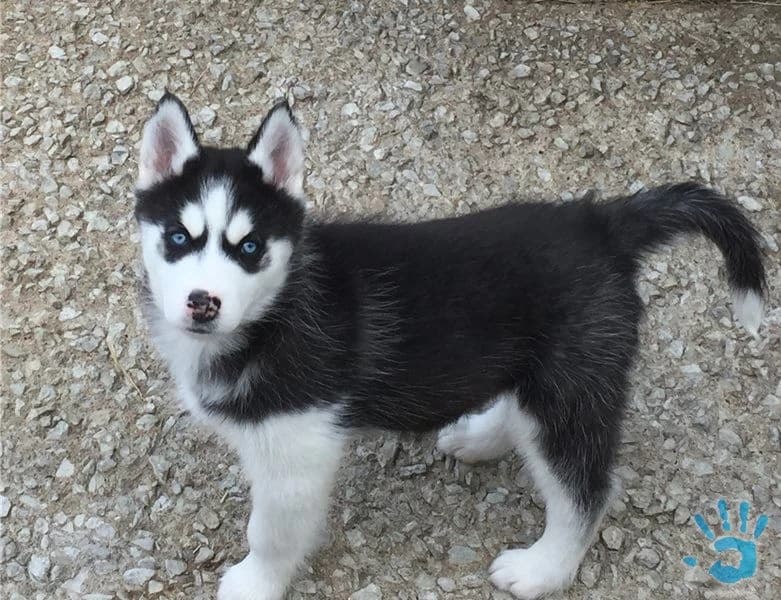 siberian-husky