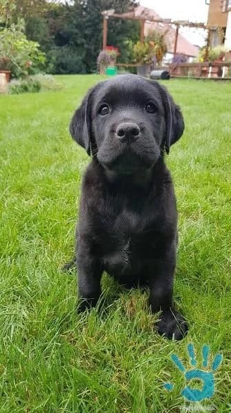 stene-labradorskeho-retrivra-s-pp