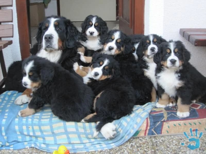 stenatka-bernskeho-salasnickeho-psa-s-pp