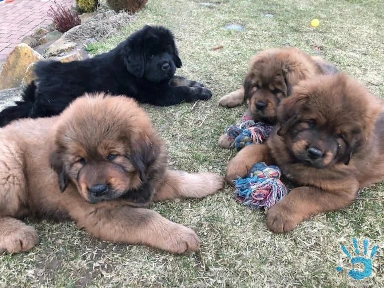 tibetska-doga-s-cinskou-krvou-s-pp