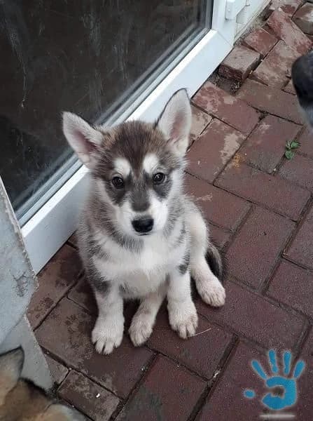 predam-steniatka-sibirsky-husky-cistokrvne