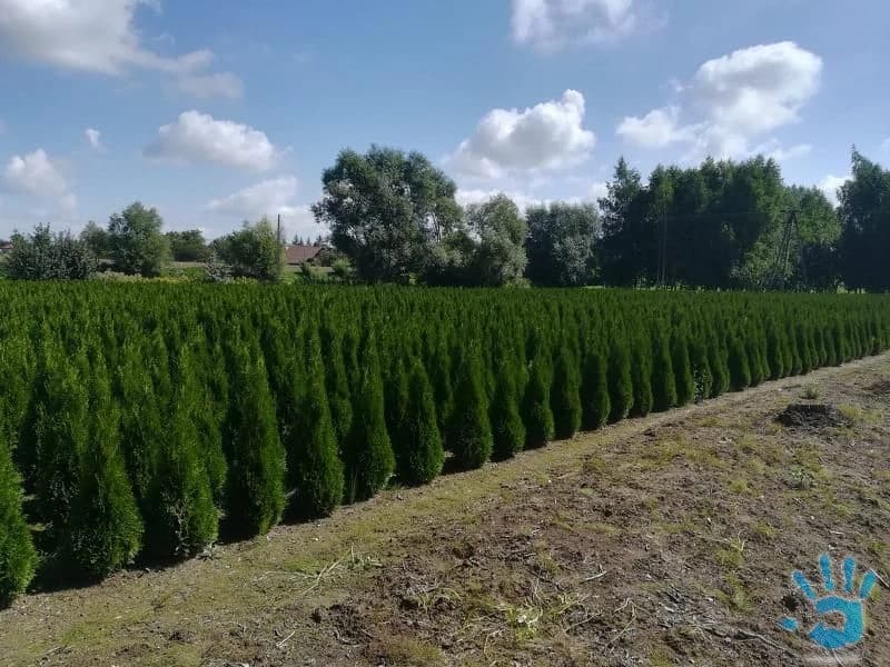 tuje-smaragd