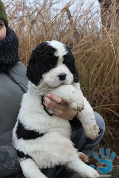 landseer-s-pp