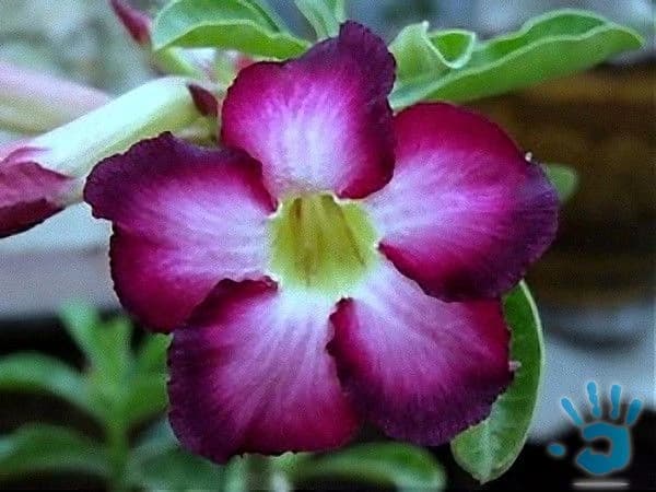 adenium-siam-violet-semena