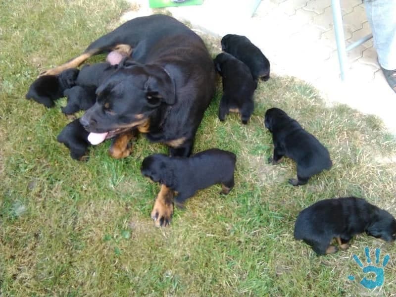 steniatka-rotvajlera