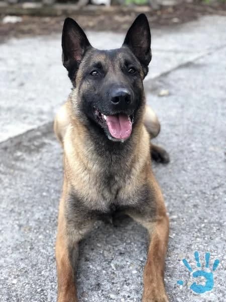 belgicky-ovciak-s-pp