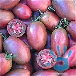 rajce-purple-russian-plum-semena