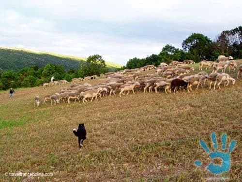 prijmeme-pastiera-oviec