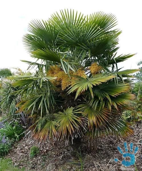 trachycarpus-fortunei-sazenice