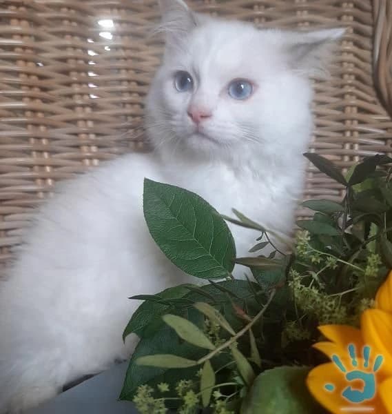 predam-kocurika-ragdoll