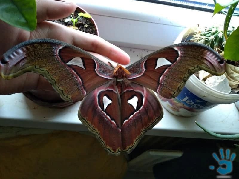 attacus-lorquinii