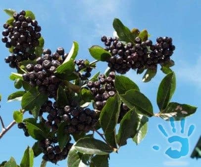 Aronia čiernoplodá - Nero - stromkova forma - 1
