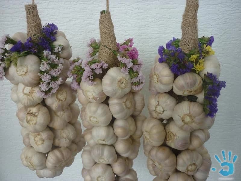 predam-domaci-jesenny-cesnak
