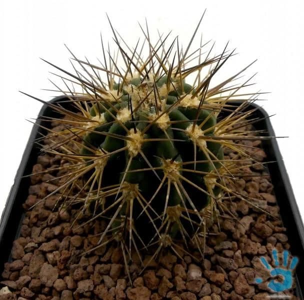 kaktus-acanthocalycium-griseum-p-49-semena