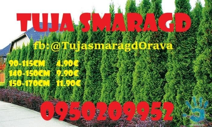 tuja-smaragd-orava