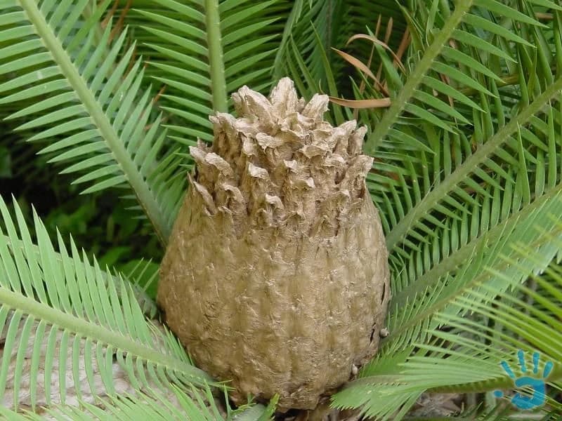 cycas-dioon-edulis-sazenice