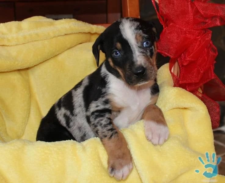 louisiansky-leopardi-pes-steniatka-s-pp