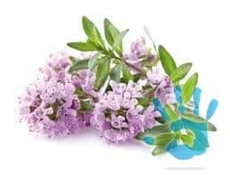 praca-z-domova-pre-zeny-bylinky-alter-medicina