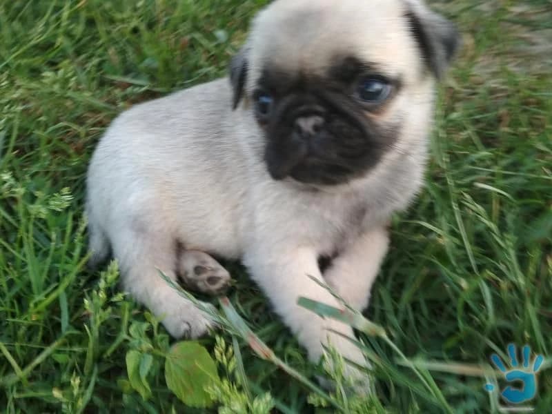 ponukam-na-predaj-krasne-zdrave-steniatka-mopslik-psik