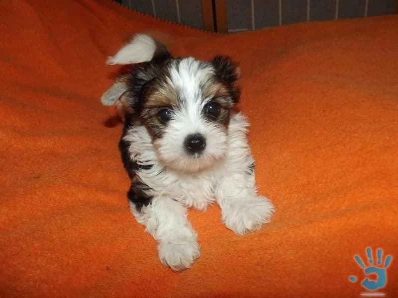 biewer-jorksirsky-terier-s-pp