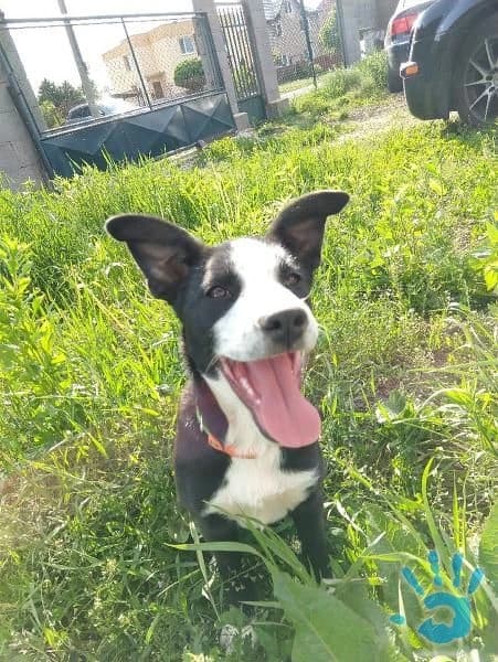 4-mesacna-ockovana-cipovana-fenka-hlada-domov