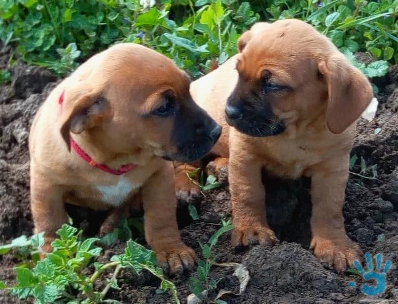 darujem-steniatka-matka-krizenec-bordo-dogy