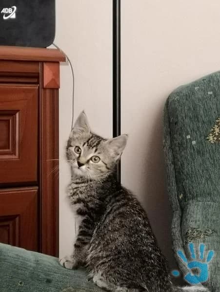 maciatko