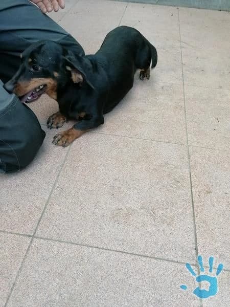 kratkosrstych-jazvecikov