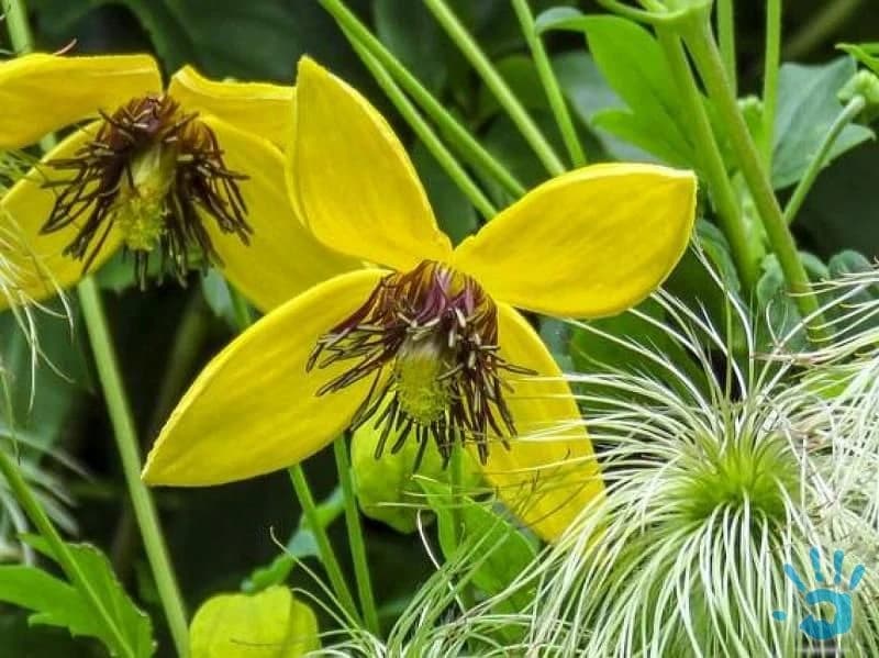 zlty-clematis-plamienok