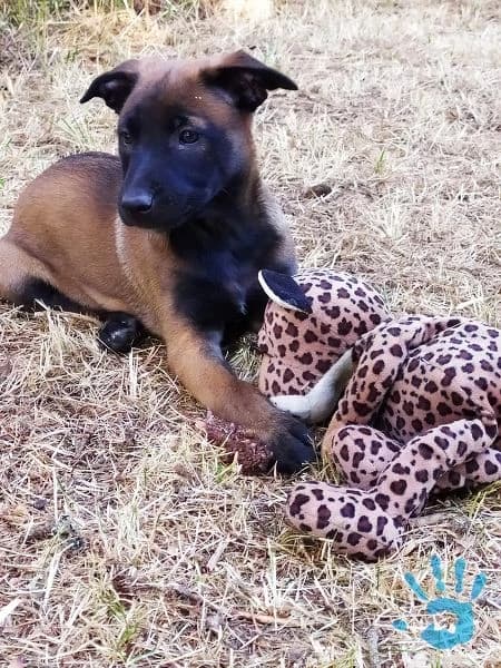 belgicky-ovcak-malinois-s-pp