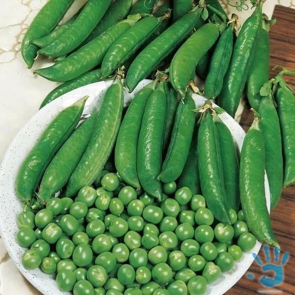 hrach-vladan-semena