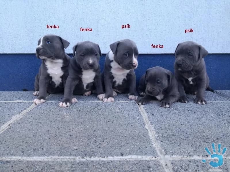 americky-stafordsirsky-terier-modry