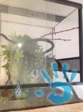 predam-terarium-pre-chameleona