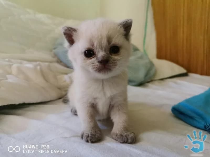 britske-maciatka-rezervacia