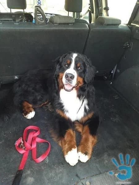 nabidka-na-kryti-s-bernskym-salasnickym-psem