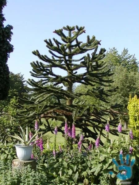 araucaria-araucana-10-semen-zvyhodnena-nabidka