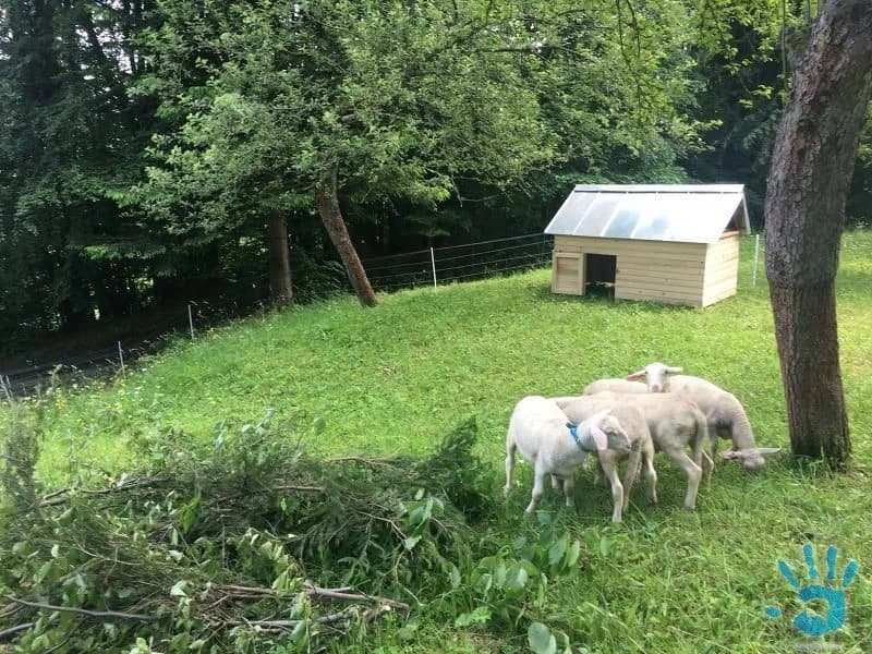 Prístrešok pre ovce, kozy - 1