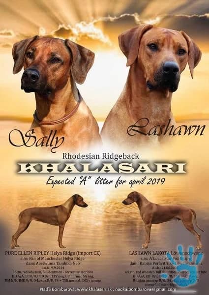 rhodezsky-ridgeback