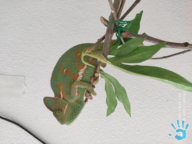 chameleon-a-terarium