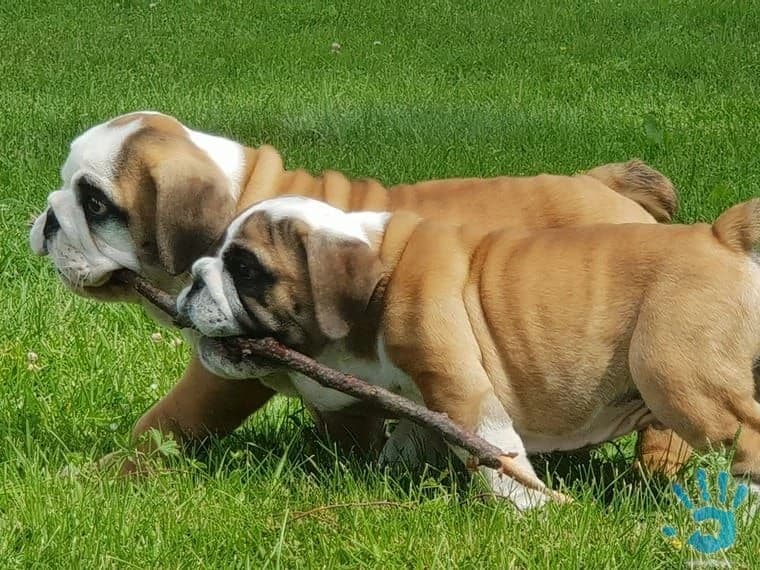 anglicky-buldog-steniatka-s-pp