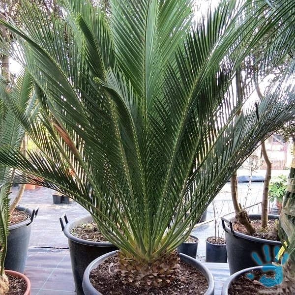 cycas-macrozamia-communis-naklicene-semeno