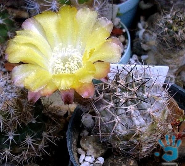 kaktus-acanthocalycium-sp-fr-148-semena