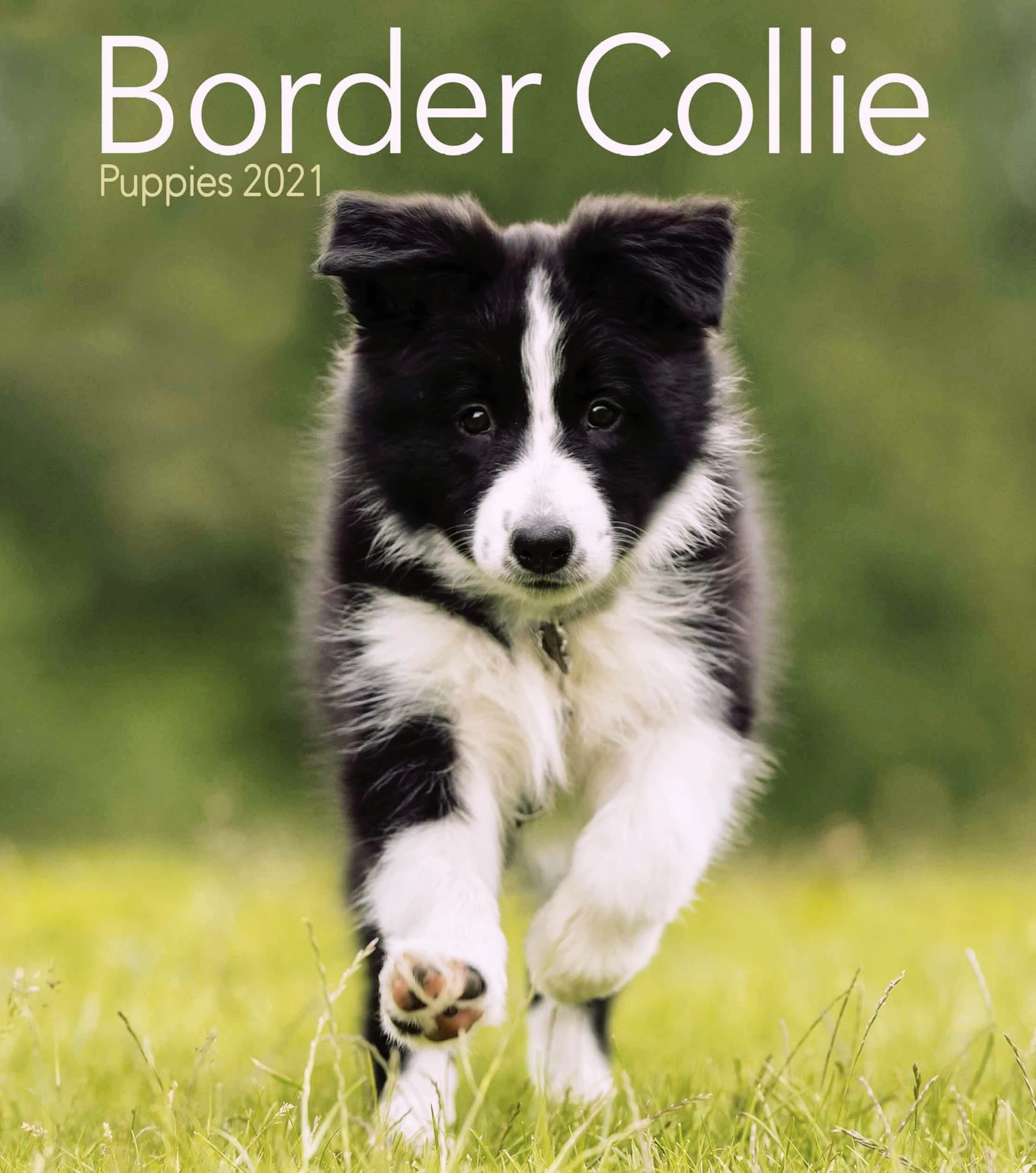 border-collie-s-pp