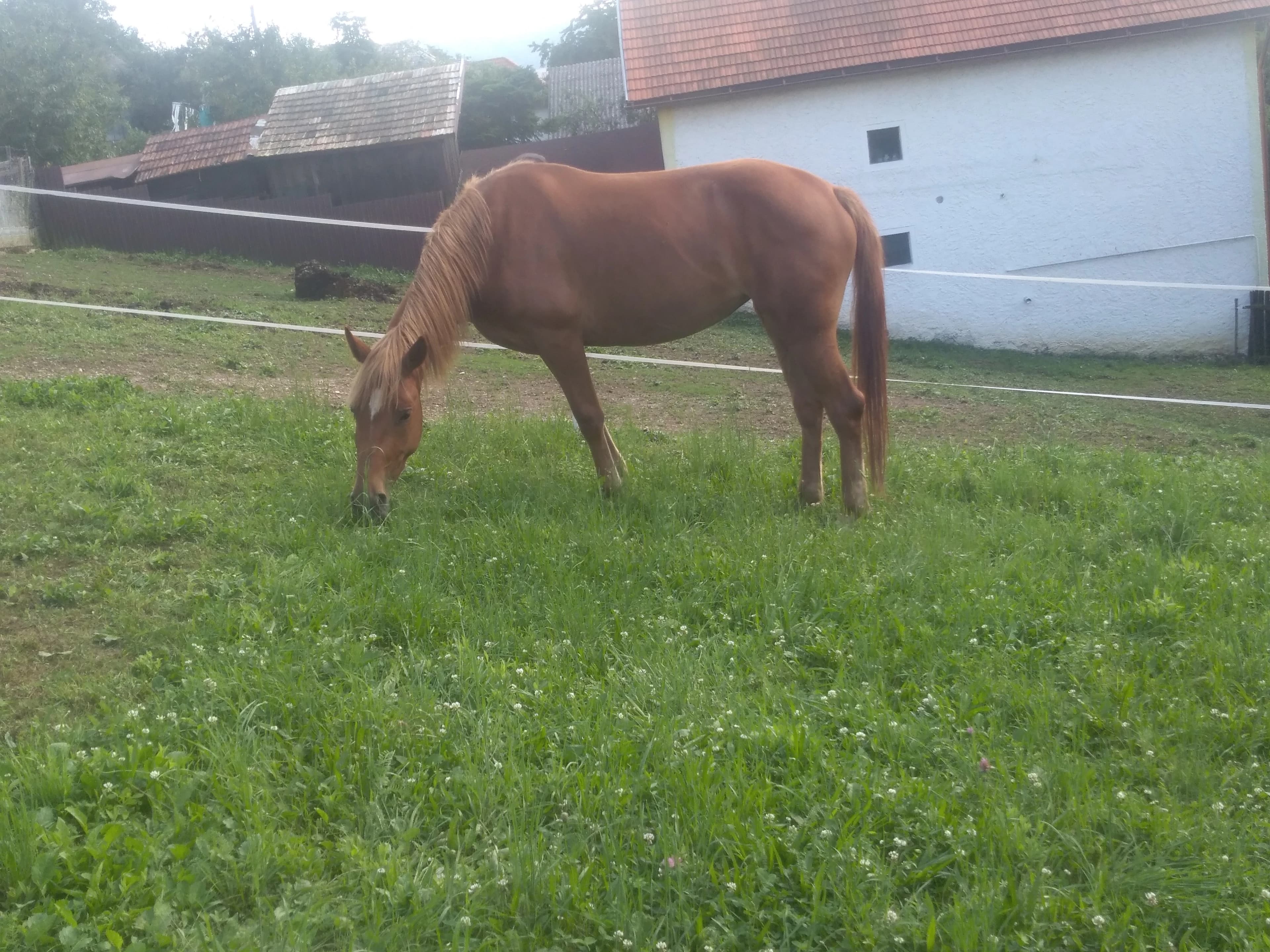 kobyla