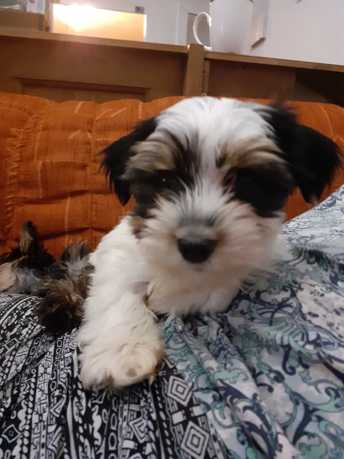 fenka-stenatko-bez-pp