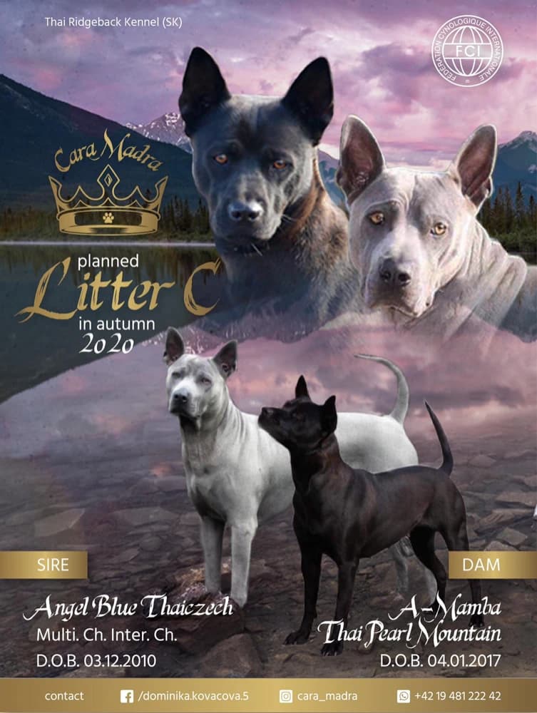 thajsky-ridgeback-s-pp