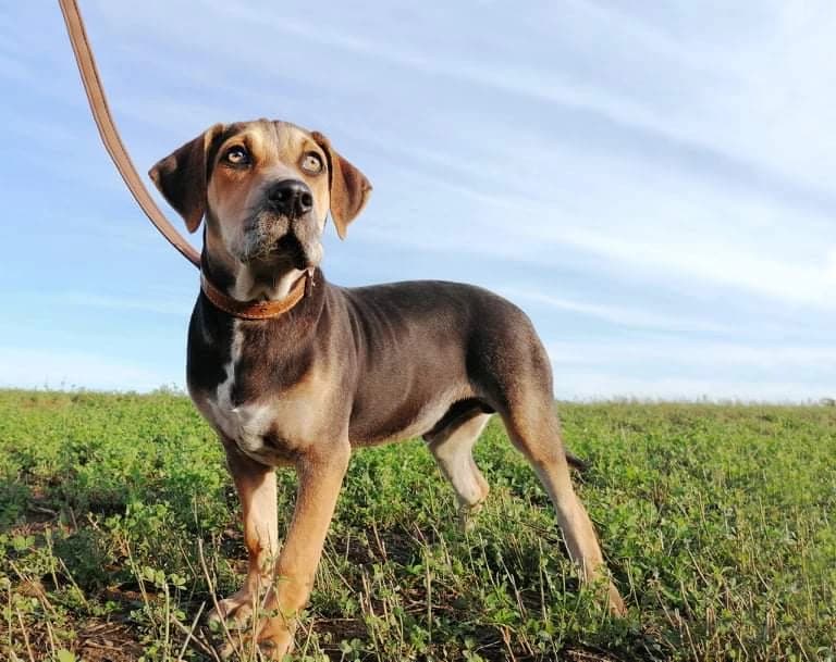 lousiansky-leopardi-pes