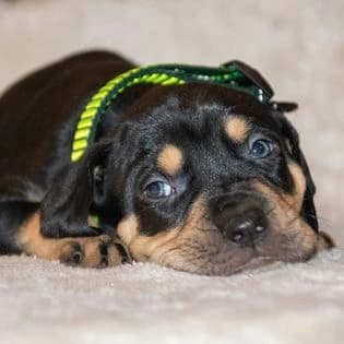 catahoula-louisiansky-leopardi-pes-steniatka